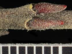Salix repens. Leaf bud scales.
 Image: D. Glenny © Landcare Research 2020 CC BY 4.0